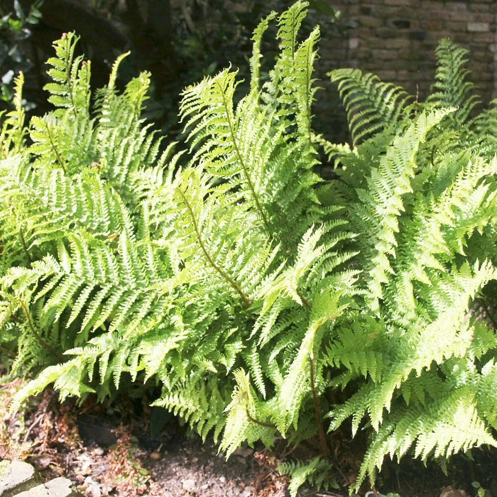 Dryopteris Filix-Mas Aquatic Pond Plant - Male Fern